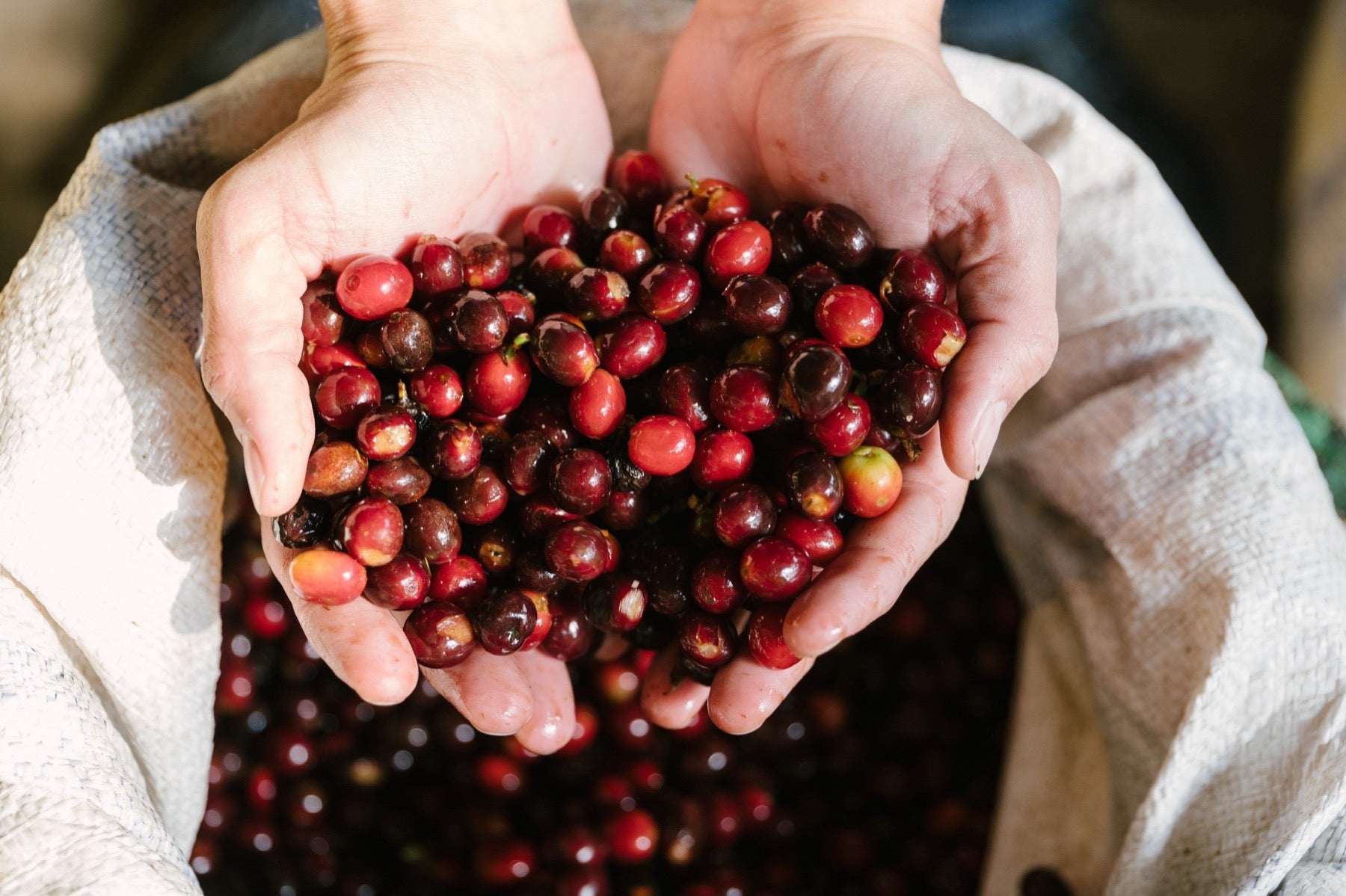 Fresh coffee cherries held in hand