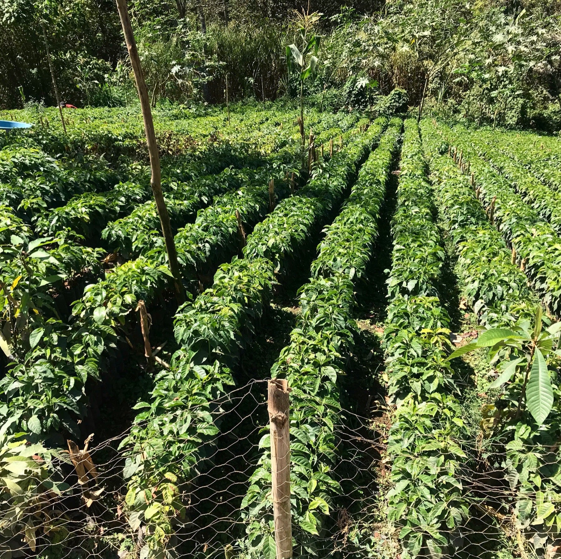 Coffee plants