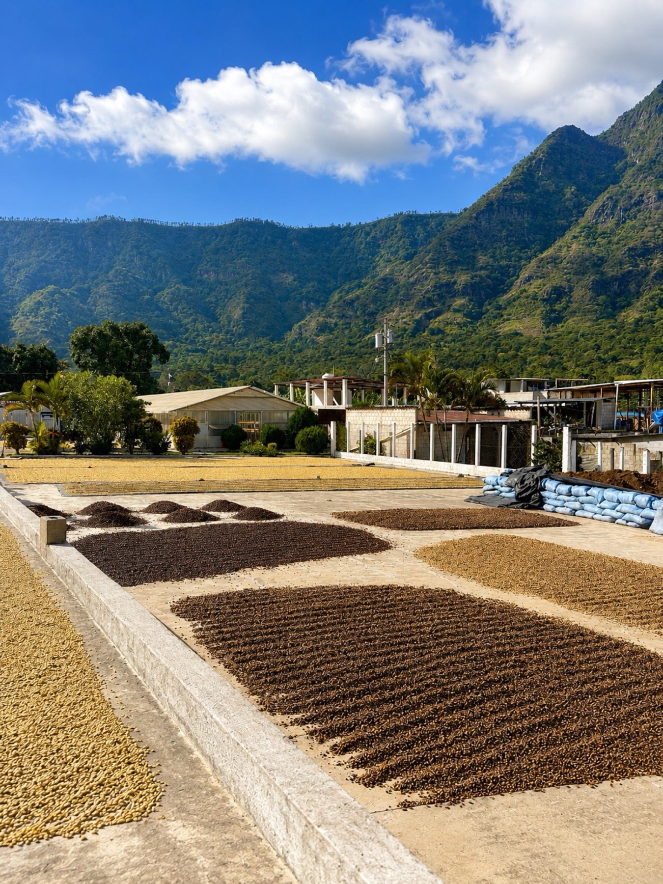 Coffee drying beds